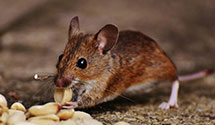 24 Hour & Emergency Exterminators in Nicholson, PA